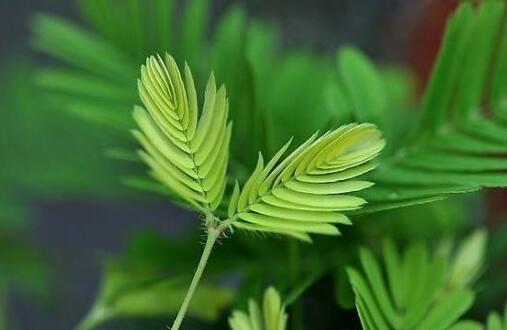 含羞草怎么養(yǎng)才活的久，要對(duì)它進(jìn)行人工繁殖才行