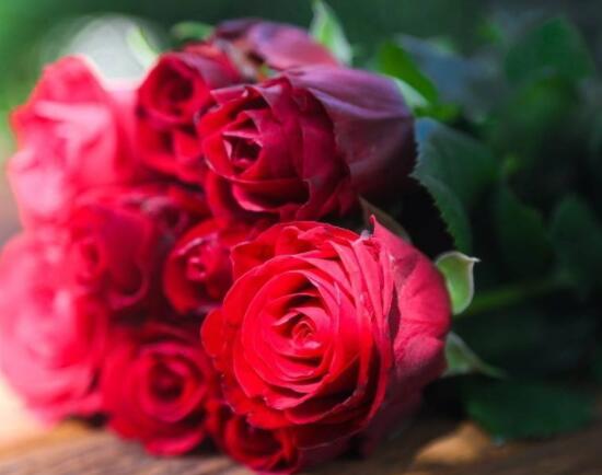 玫瑰花種類有哪些，欣賞最好看的五大品種(寓意深刻)
