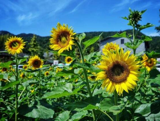 向日葵葉子發(fā)黃怎么辦，做好三個(gè)重要養(yǎng)護(hù)要點(diǎn)(光照/澆水/施肥)