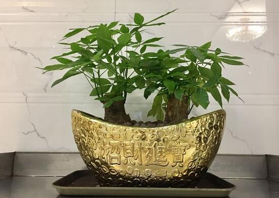 發(fā)財樹盆栽怎么養(yǎng)，小發(fā)財樹盆景圖片大全