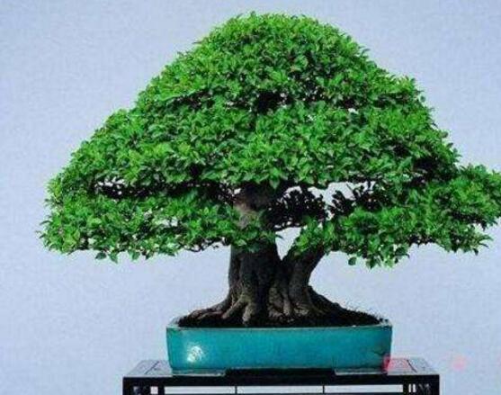 榕樹盆景怎么養(yǎng)，榕樹盆景養(yǎng)殖注意六大要素
