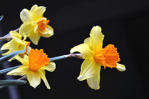 洋水仙和水仙有什么區(qū)別，最主要的5個區(qū)別