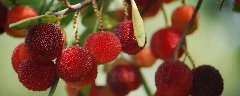 楊梅樹什么時候發(fā)芽