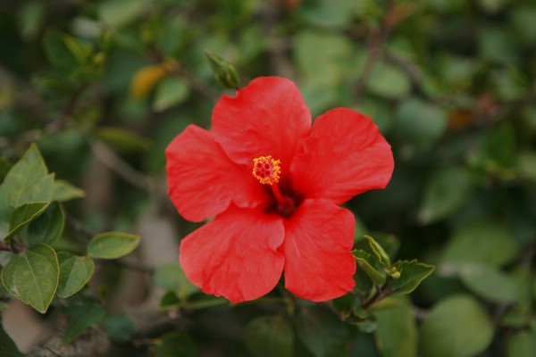 木菊花的養(yǎng)殖方法，生長期可7~10天追肥一次