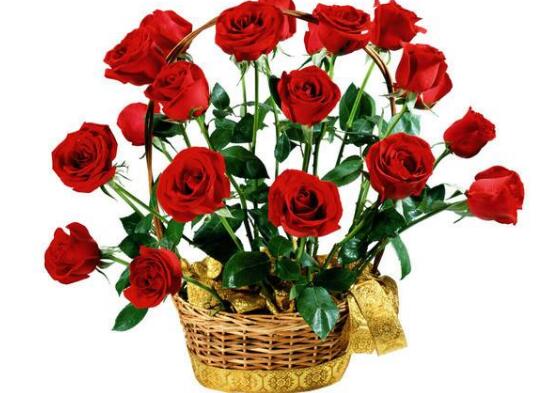 玫瑰花怎么養(yǎng)，玫瑰花養(yǎng)殖方法