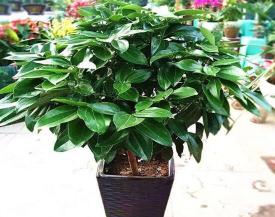 平安樹爛根還有救嗎，平安樹爛根了怎么辦