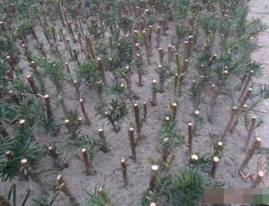 紅豆杉扦插繁殖方法，做好這五大方法便可生根發(fā)芽