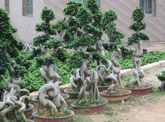 榕樹(shù)盆景病蟲(chóng)害防治方法，盤(pán)點(diǎn)最全面四種常見(jiàn)病蟲(chóng)害