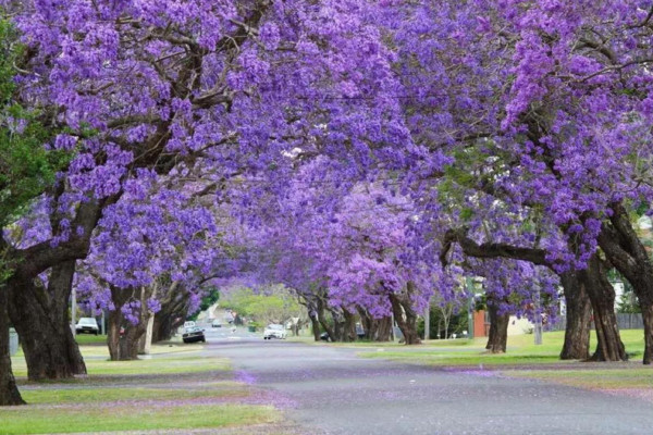 藍(lán)花楹的花語，寧靜深遠(yuǎn)、抑郁絕望