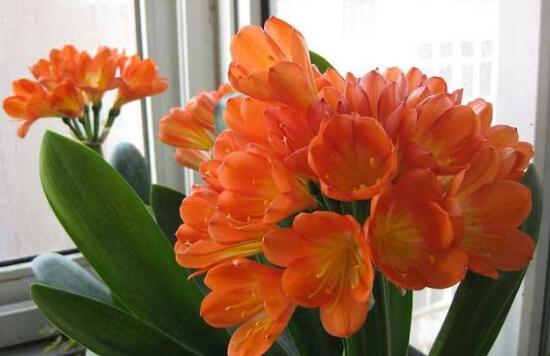 君子蘭什么時(shí)候開(kāi)花，君子蘭開(kāi)花有什么兆頭