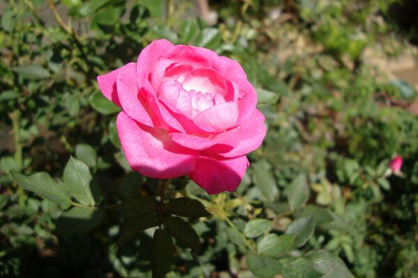 月季的扦插方法，4步即可完成月季的扦插