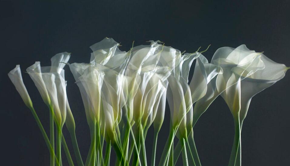 馬蹄蓮花語是什么意思，幸福純潔的象征