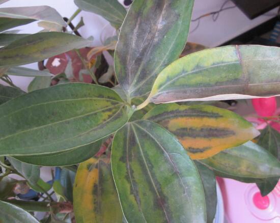 平安樹葉子發(fā)黃怎么辦，教你五個(gè)步驟來挽救