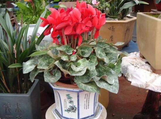 仙客來黃葉是怎么回事，仙客來葉子發(fā)黃處理方法