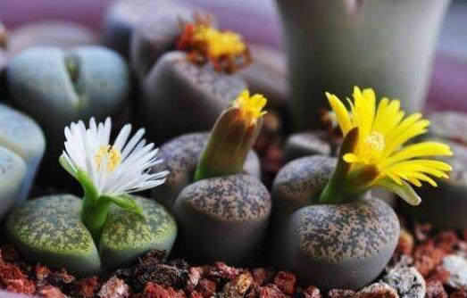 生石花花語是什么，不要送錯/代表著堅強的性格