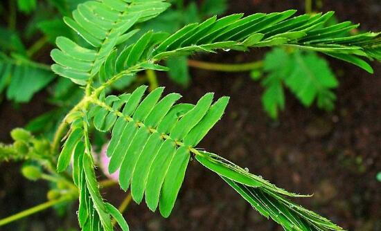 含羞草怎么養(yǎng)，含羞草的養(yǎng)殖方法和注意事項