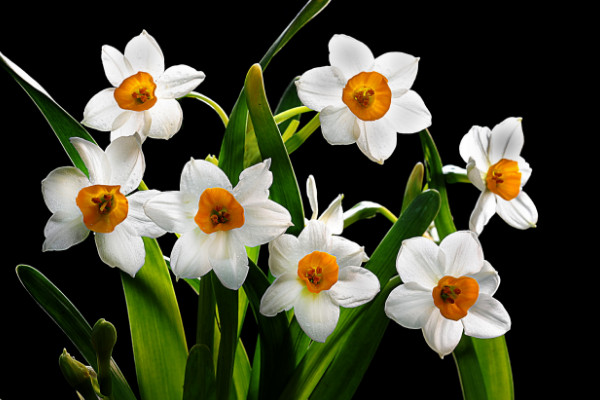 風(fēng)信子和水仙的區(qū)別，花朵/球莖/葉片/價(jià)值不同