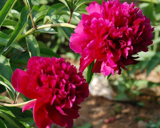 康乃馨怎么養(yǎng)，康乃馨的養(yǎng)殖方法和注意事項