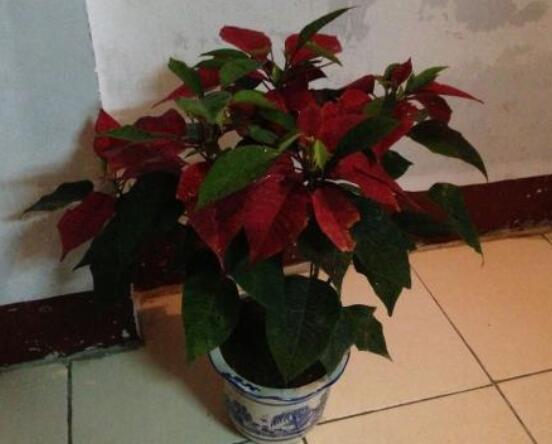 一品紅冬季怎么養(yǎng)，做好五個要點便可安然過冬