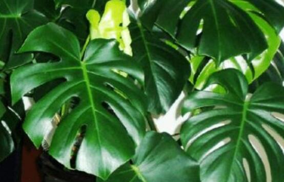 誤食龜背竹葉子怎么辦，第一時(shí)間去醫(yī)院積極治療(中毒較深)