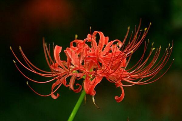 彼岸花的養(yǎng)殖方法，養(yǎng)好彼岸花必須要做好以下4點(diǎn)