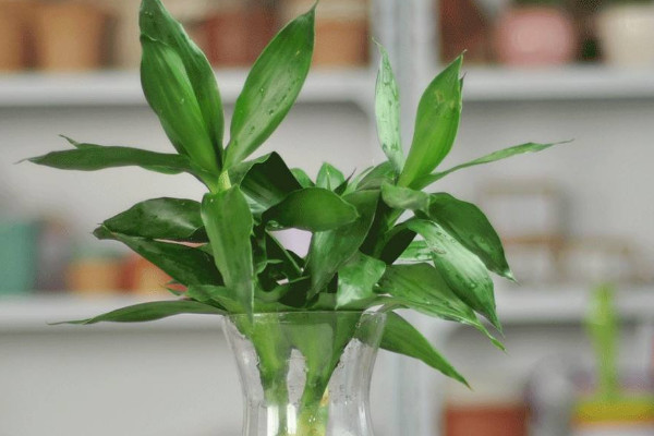 水養(yǎng)富貴竹加白醋行嗎，只能加1~3滴不含鹽分的白醋