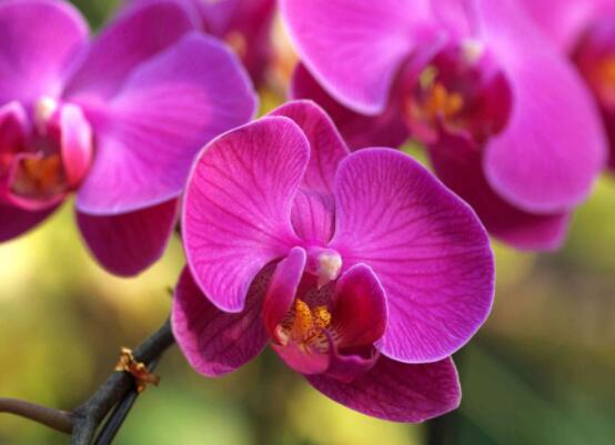 蝴蝶蘭開(kāi)花前怎么養(yǎng)護(hù)，教你五種好方法花開(kāi)的茂盛