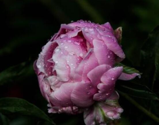 芍藥花幾年開花，每年只含苞盛放一次(花期5-6月)