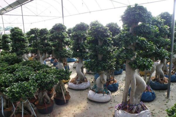 榕樹盆景掉葉子，四種原因以及處理方法