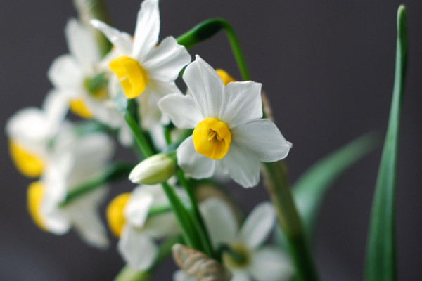 水仙花的養(yǎng)殖方法