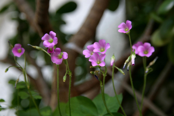 太陽(yáng)花種子種植方法，種植上盆前先進(jìn)行催芽處理