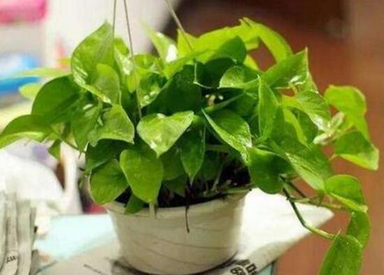 綠蘿澆啤酒好嗎，綠蘿多久澆一次啤酒