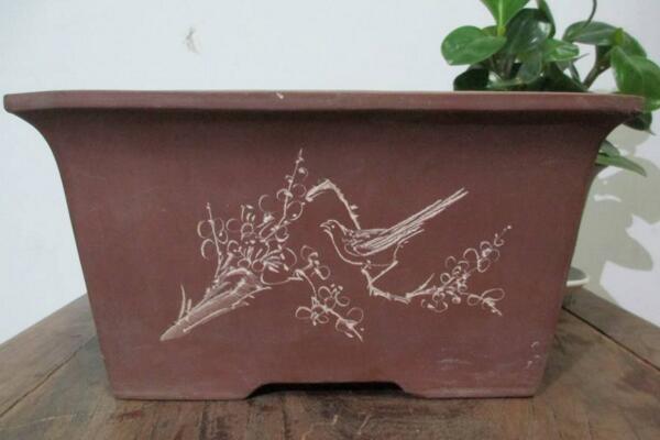 天竺葵用深盆還是淺盆，要根據(jù)植株的大小來(lái)決定