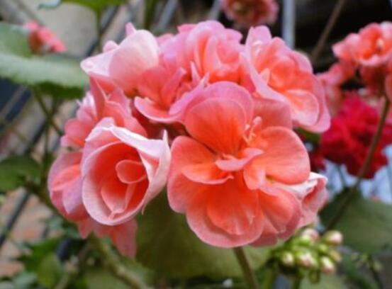 天竺葵最貴的品種，每個品種都獨具一格