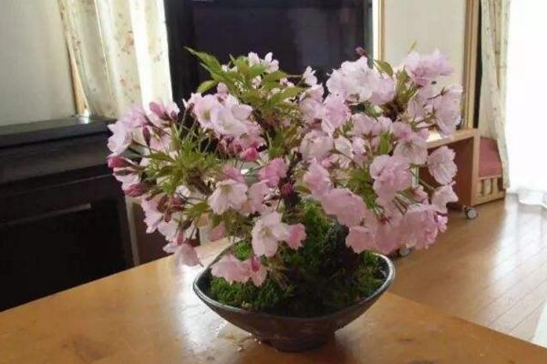 櫻花掉葉子要怎么辦，加強日常養(yǎng)護最為重要