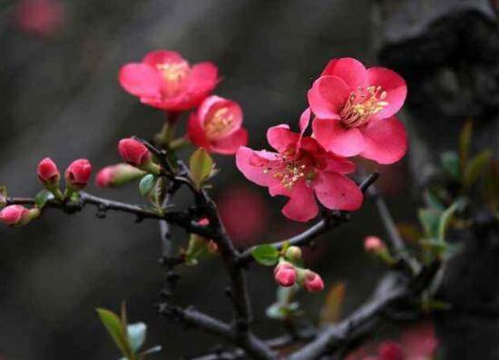 海棠花怎么養(yǎng)，海棠花的養(yǎng)殖方法和注意事項(xiàng)