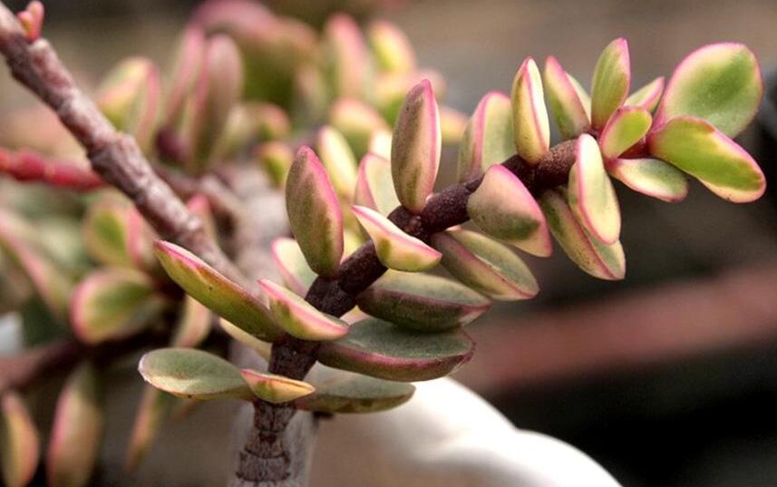 雅樂之舞常見病蟲害及防治方法，“知根知底”防治病蟲害