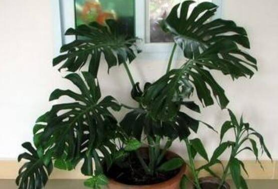 龜背竹怎么固定造型，龜體造型最受人們歡迎(美觀)