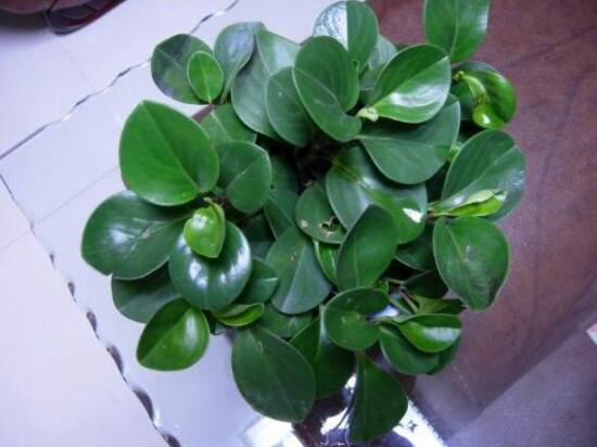 橡皮樹(shù)有幾個(gè)品種，橡皮樹(shù)品種圖片大全