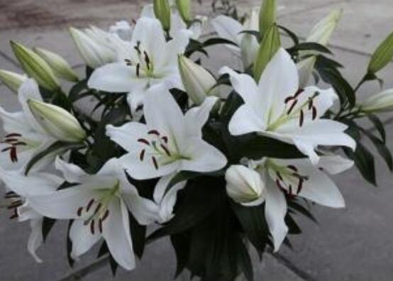 香水百合代表什么，代表著純純的愛(ài)、美好的祝福