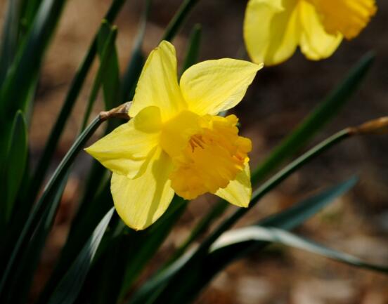 洋水仙的繁殖方法，播種與分球兩種繁殖方法