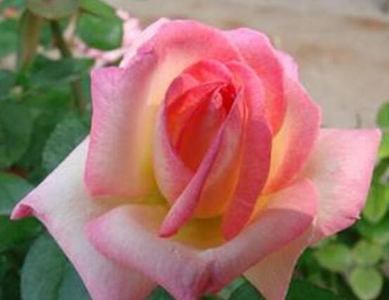 月季花的資料，享譽(yù)中國(guó)的花中皇后