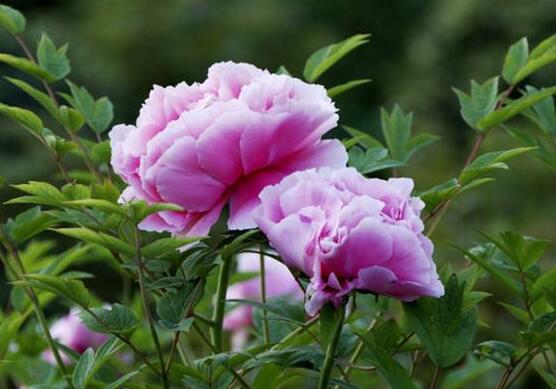 牡丹花怎么修剪，牡丹花修剪方法