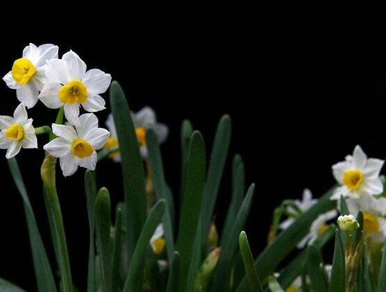 水仙花的風(fēng)水作用，催財(cái)生旺、美化環(huán)境