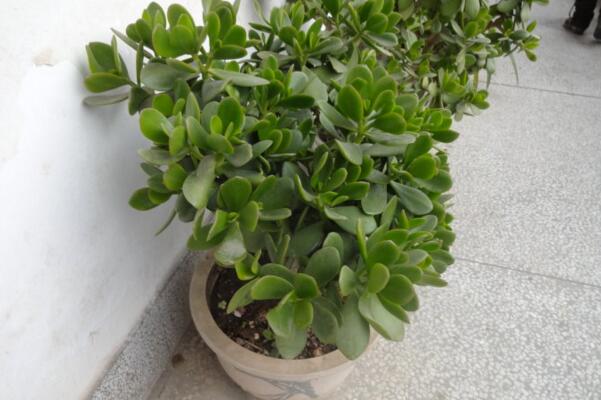 燕子掌多久開花，正常情況下養(yǎng)殖2-3年才能開花