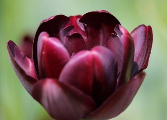 郁金香品種，郁金香七大品種百花齊放