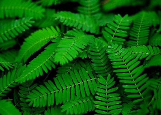 含羞草為什么會害羞，含羞草會含羞至死么/自我保護并不會