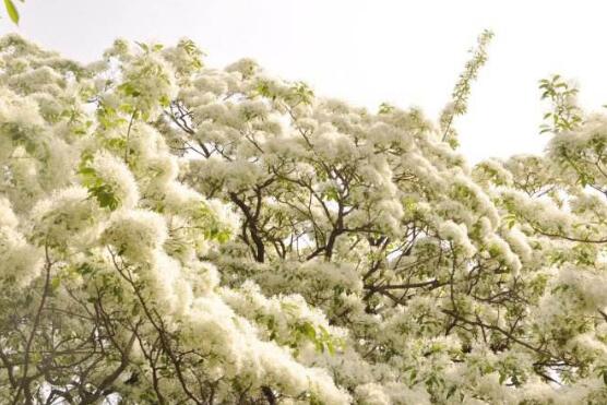 六月雪的功效與作用，細(xì)數(shù)六月雪七大功效與作用