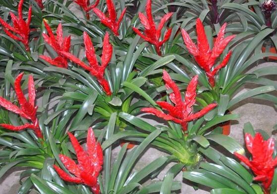 鴻運(yùn)當(dāng)頭的品種，鴻運(yùn)當(dāng)頭最出名的七個(gè)品種