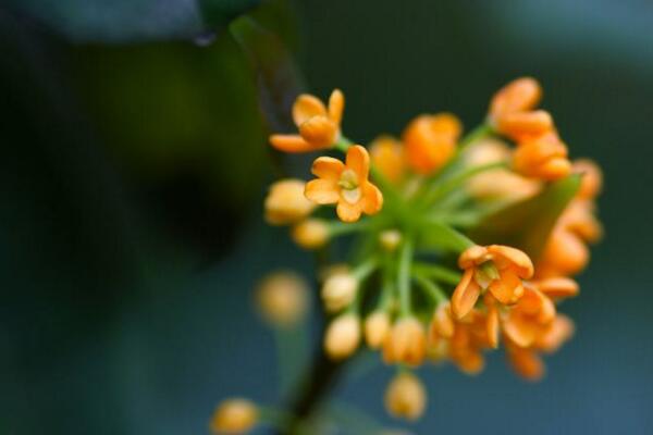 金桂花的養(yǎng)殖方法，掌握以下要點(diǎn)非常重要